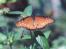 Schmetterling, natÃ¼rliche Selektion