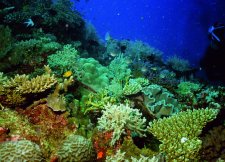 Great Barrier Reef, Australien